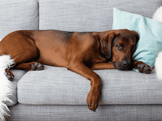 myélopathie dégénérative chez le chien